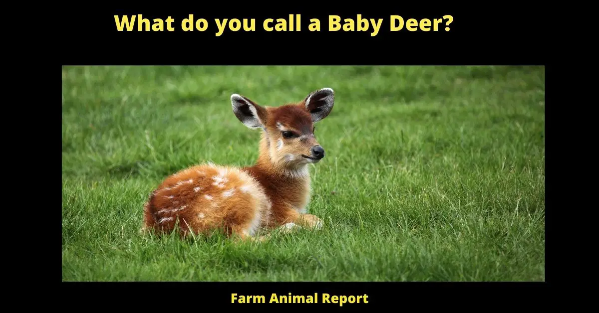 Baby deer are born with spots, which help to camouflage them from predators. As they grow and mature, they gradually lose their spots and develop the characteristic brown fur of an adult deer. The exact timing of this transition varies depending on the species of deer, but it typically occurs between six and twelve months of age. In some cases, a few spots may remain even after the deer has fully transitioned to its adult coat. However, these fading spots are generally not as pronounced as the ones that appear during the deer's infancy. For hunters, knowing when a baby deer will lose its spots can be helpful in predicting when the animal will reach adulthood and be ready for harvest.
