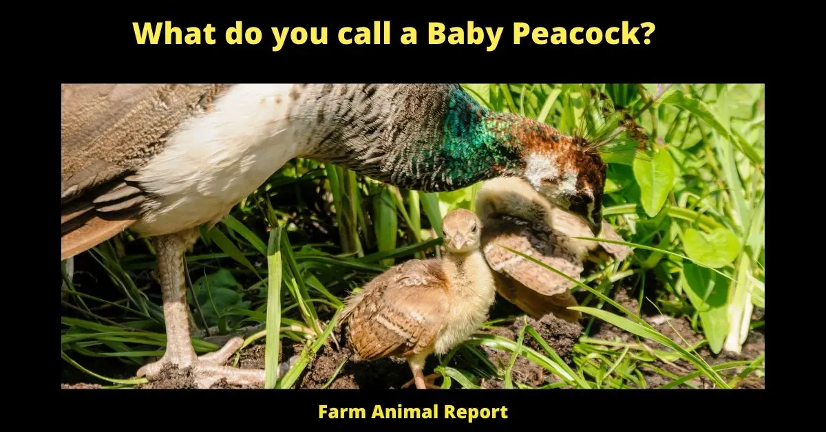 What do you call a Baby Peacock?