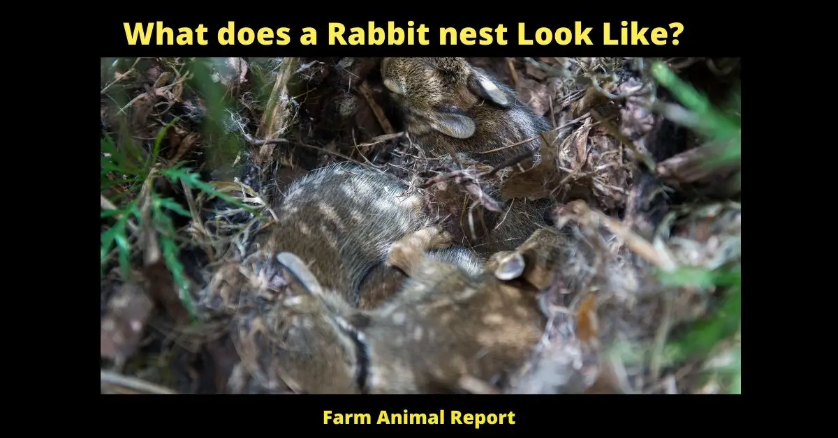 What do Rabbit nests Look Like? 2