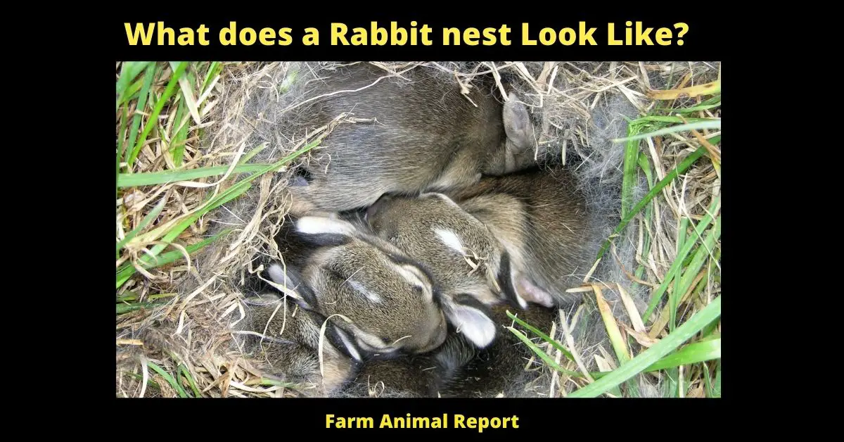 What does a Rabbit nest Look Like?