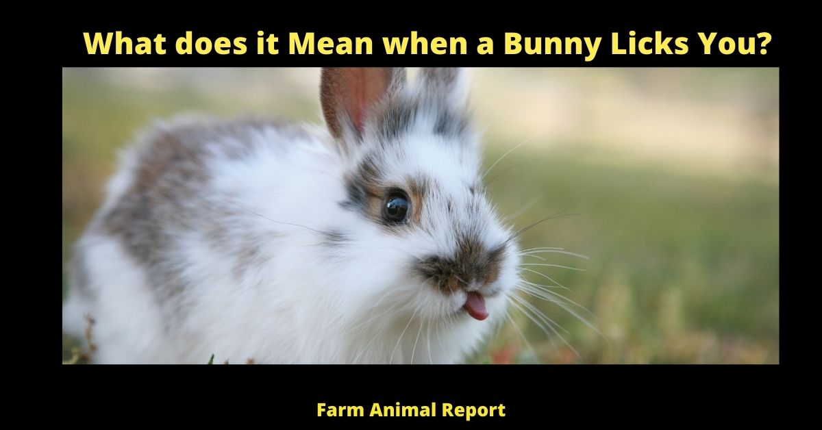 What does it Mean when a Bunny Licks You?