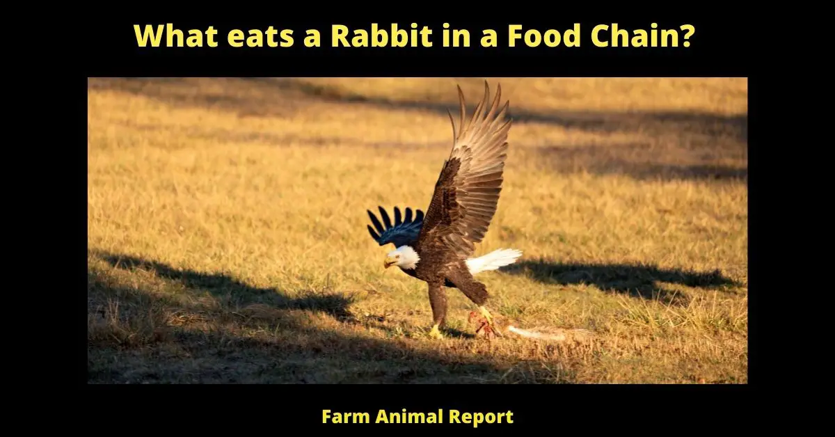 Rabbit Food Chain - As a rabbit farmer, I'm always on the lookout for predators. That's because if there's one thing that rabbits are good at, it's reproducing. In just a few short months, a single pair of rabbits can turn into a veritable army of rabbits. And since rabbits are such a key part of the ecosystem, that means that their predators are also vital to the health of the environment. Here are five of the most common predators that eat rabbits:

1. Hawks: These large birds of prey can spot a rabbit from miles away and dive down to snatch it up in their talons.

2. Owls: Like hawks, owls are excellent hunters that can spot their prey from a great distance. They typically hunt at night, when rabbits are most active.

3. Foxes: These cunning predators are adept at sneaking up on their unsuspecting prey. They often hunt in pairs, which gives them an advantage over lone rabbits.

4. Weasels: These small but fierce predators are known for their ability to kill much larger prey. They're particularly dangerous to baby rabbits, which they often kill for sport.

5. Humans: Yes, sadly, humans are one of the biggest threats to rabbits. Whether we're hunting them for food or destroying their habitat for development, we're responsible for the deaths of millions of rabbits every year.