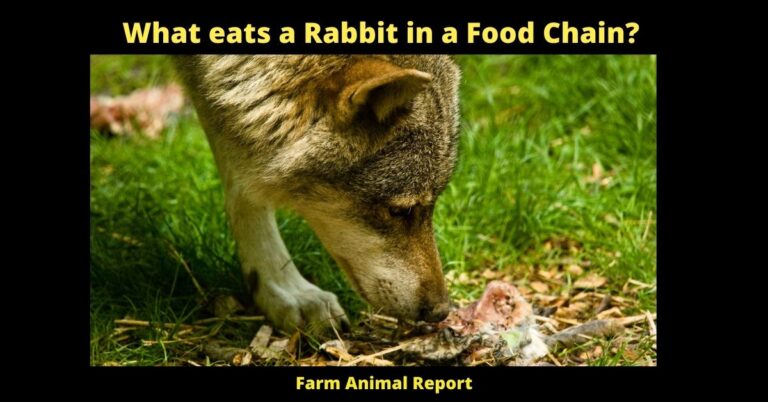 15 Predators: What Eats Rabbits (2024) | Rabbit Food Chain | Rabbit ...