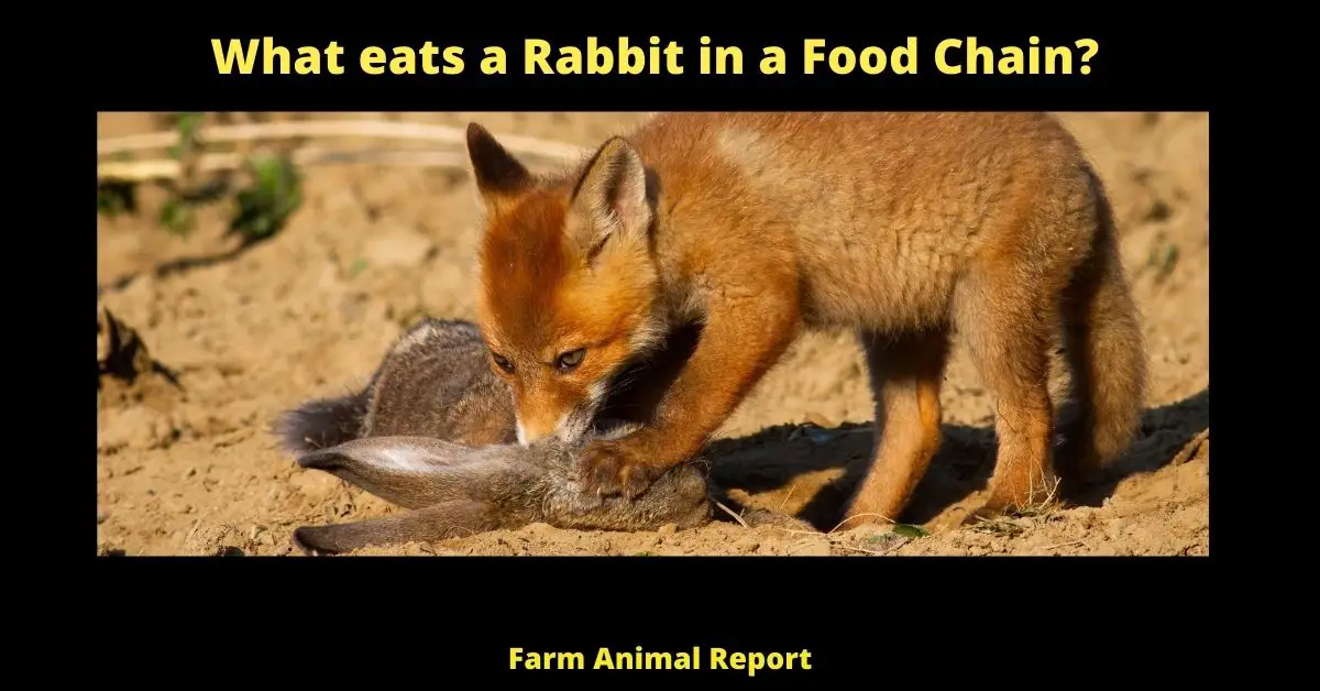 What eats a Rabbit in a Food Chain?