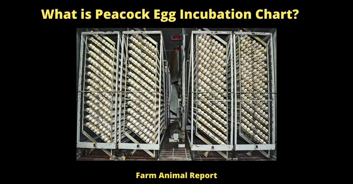 What is Incubation of Peacock Eggs - Chart? 1