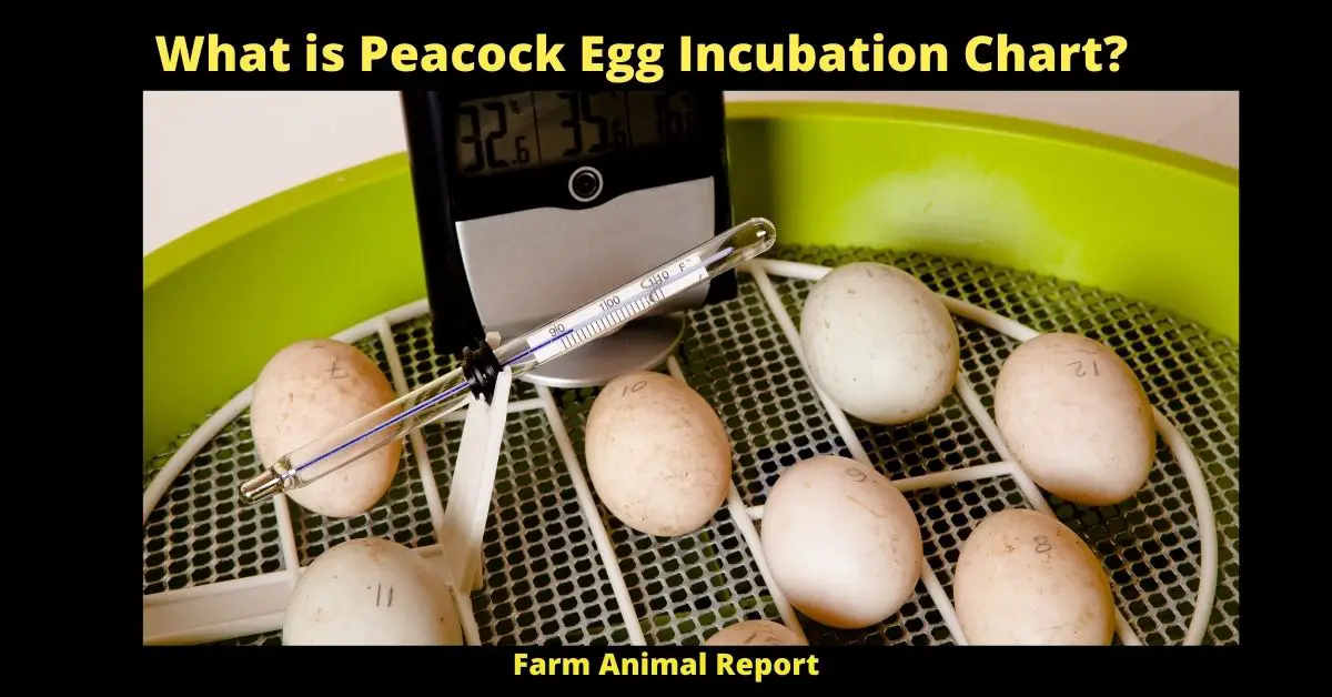 What is Peacock Egg Incubation Chart?