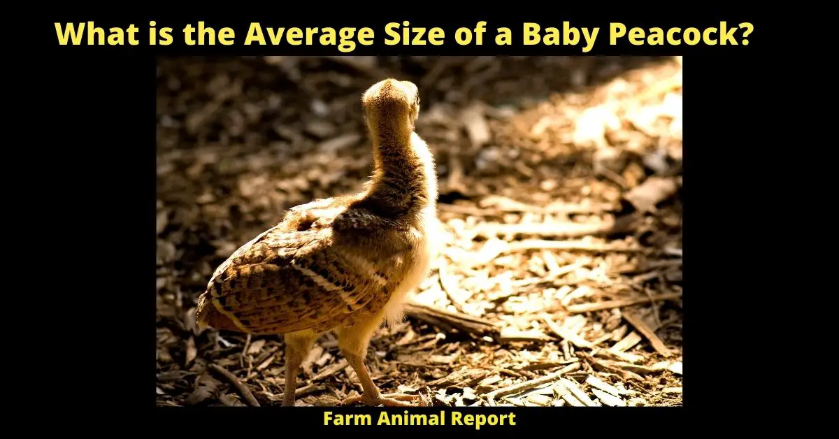 What is the Average Size of a Baby Peacock?