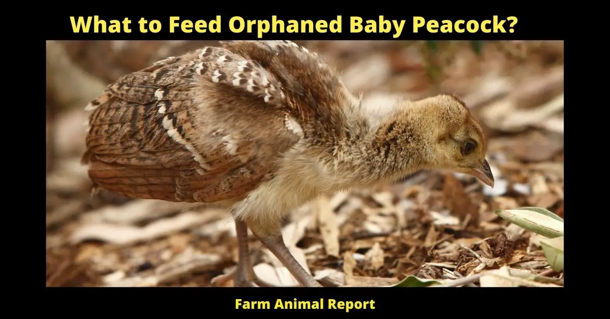 What to Feed Orphaned Baby Peacock? 1