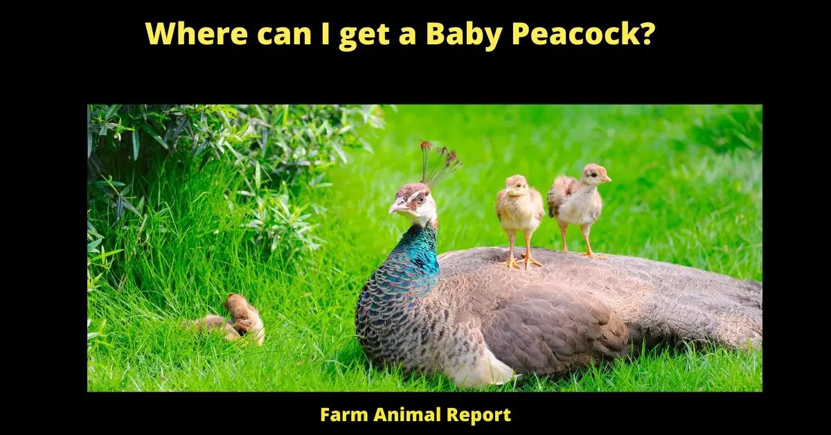 Where can I get a Baby Peacock?