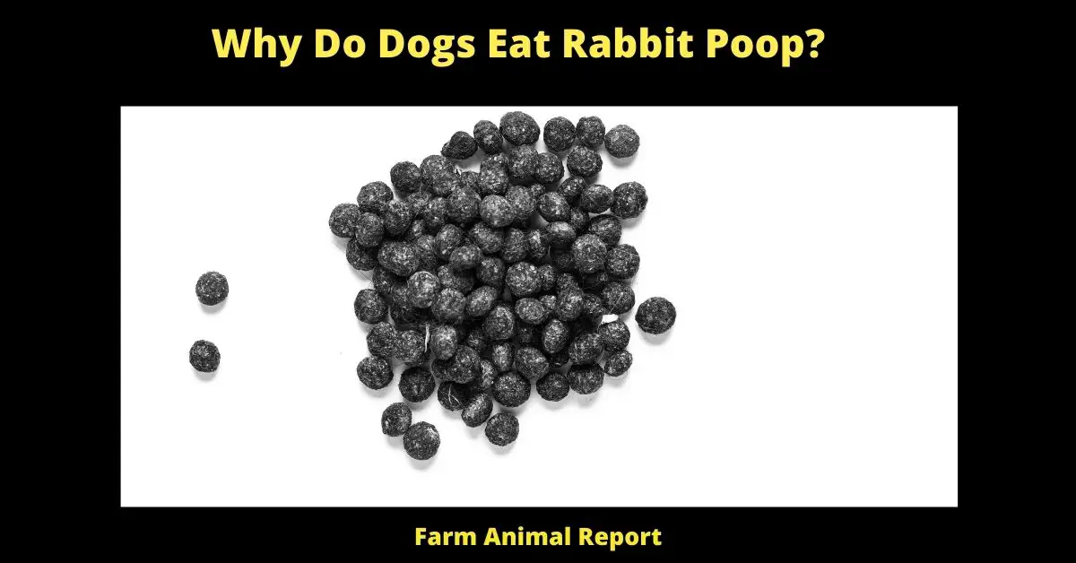 Why Do Dogs Eat Rabbit Poop? 1