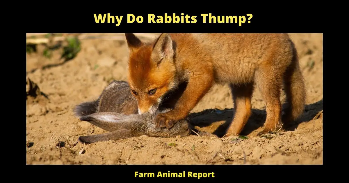9 Reasons: Why Do Rabbits Thump | Rabbit | Thumping 1