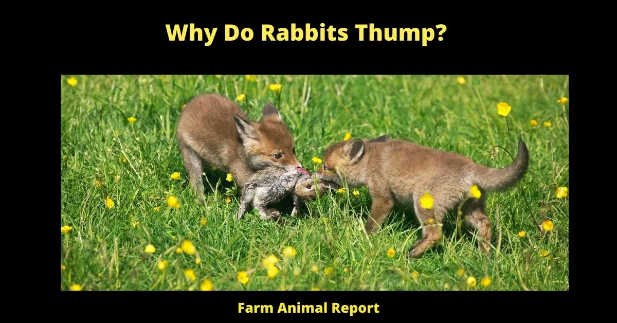 9 Reasons: Why Do Rabbits Thump | Rabbit | Thumping 2