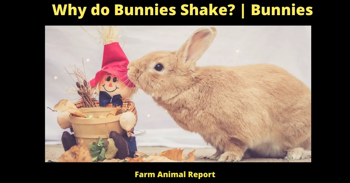 13 Reasons: Why do Bunnies Shake? 1