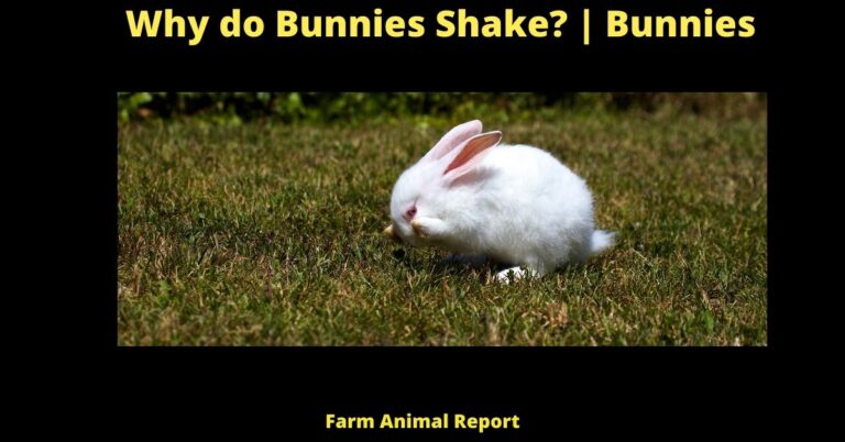 13 Reasons: Why Do Bunnies Shake?