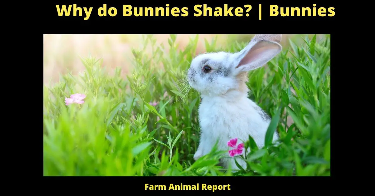 Why do Bunnies Shake? | Bunnies