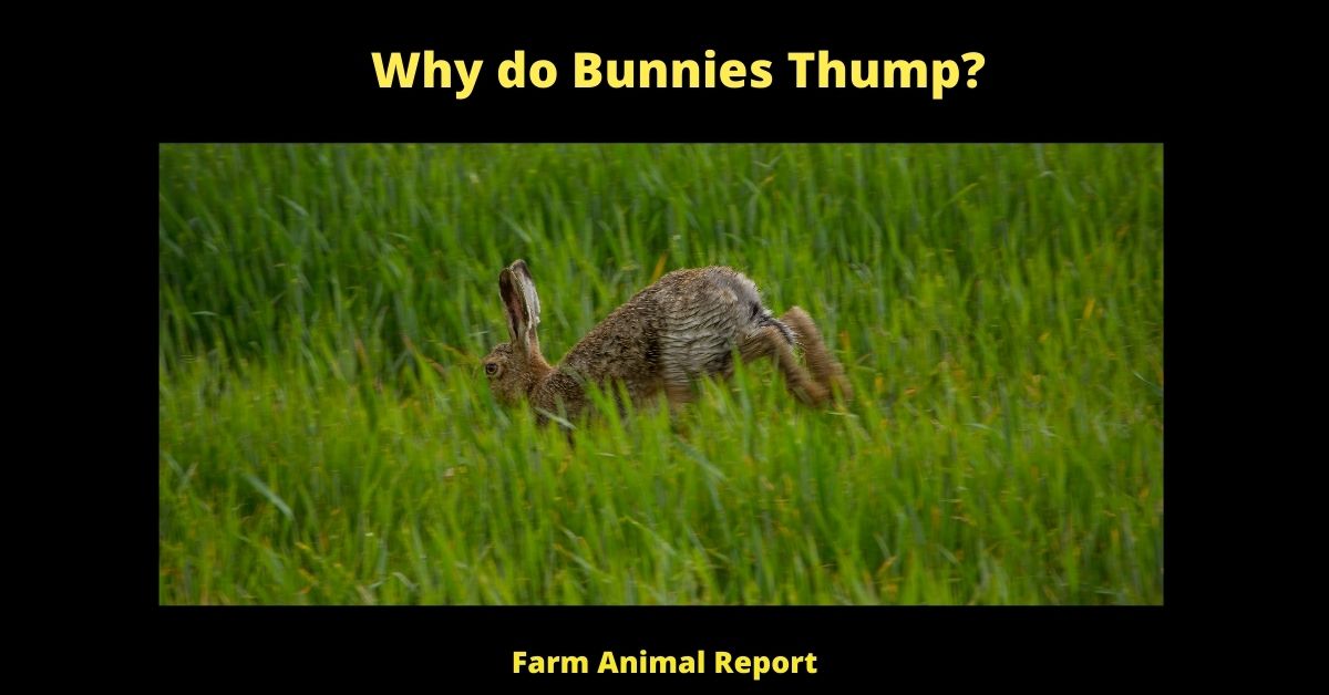 9 Reasons: Why do Bunnies Thump? 2