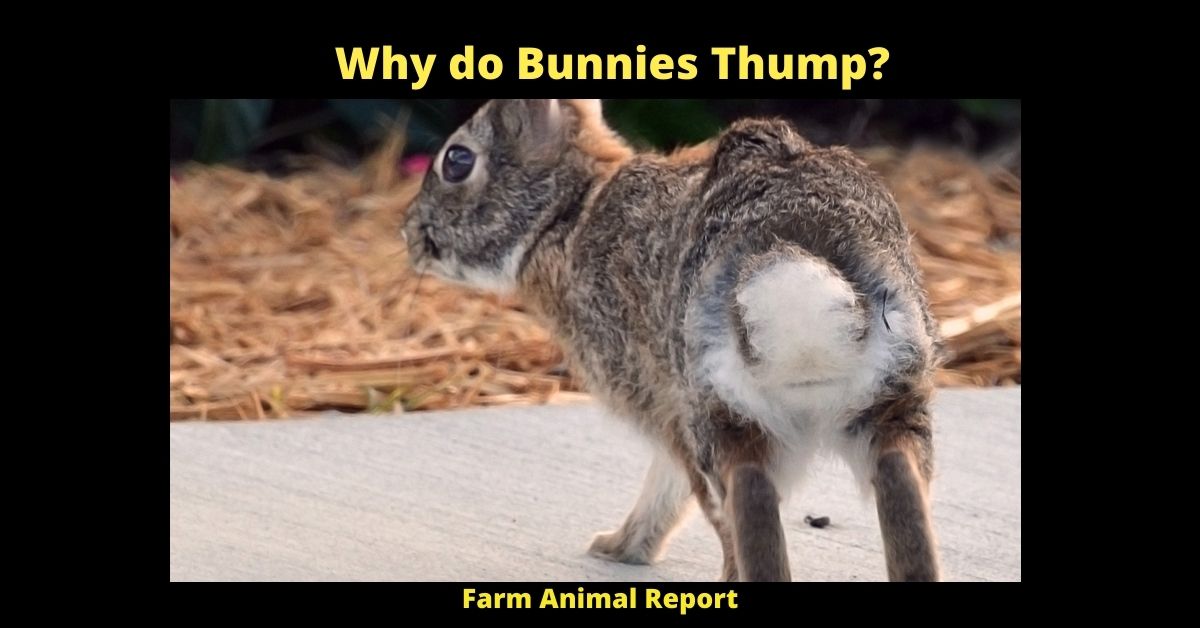 9 Reasons: Why do Bunnies Thump? 1