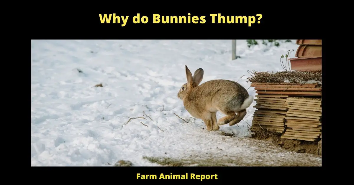 9 Reasons: Why do Bunnies Thump? 3