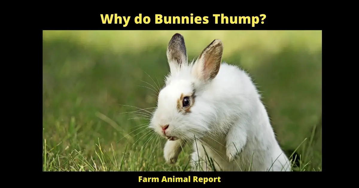 Why do Bunnies Thump?