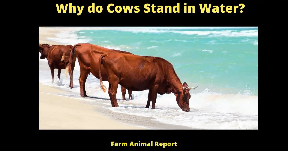 Why do Cows Stand in Water?