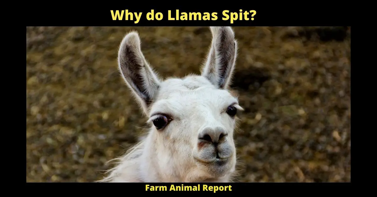 Why do Llamas Spit?