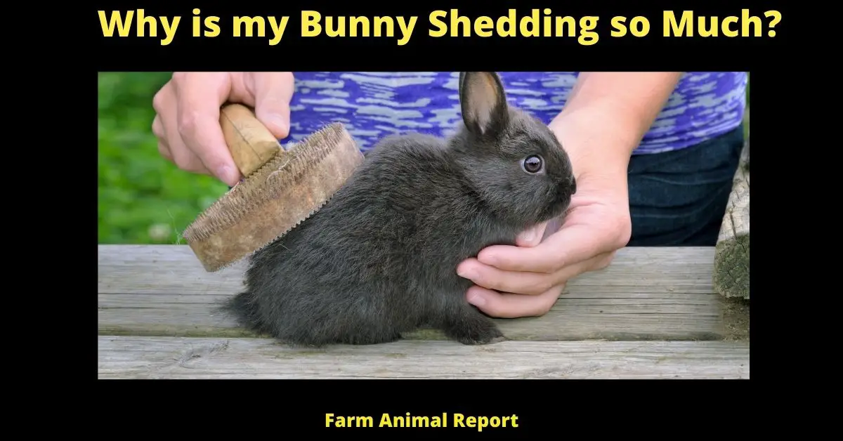 7 Reasons: Why is my Bunny Shedding so Much? 1
