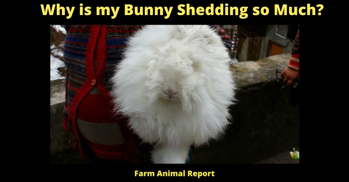 7 Reasons: Why is my Bunny Shedding so Much? 2