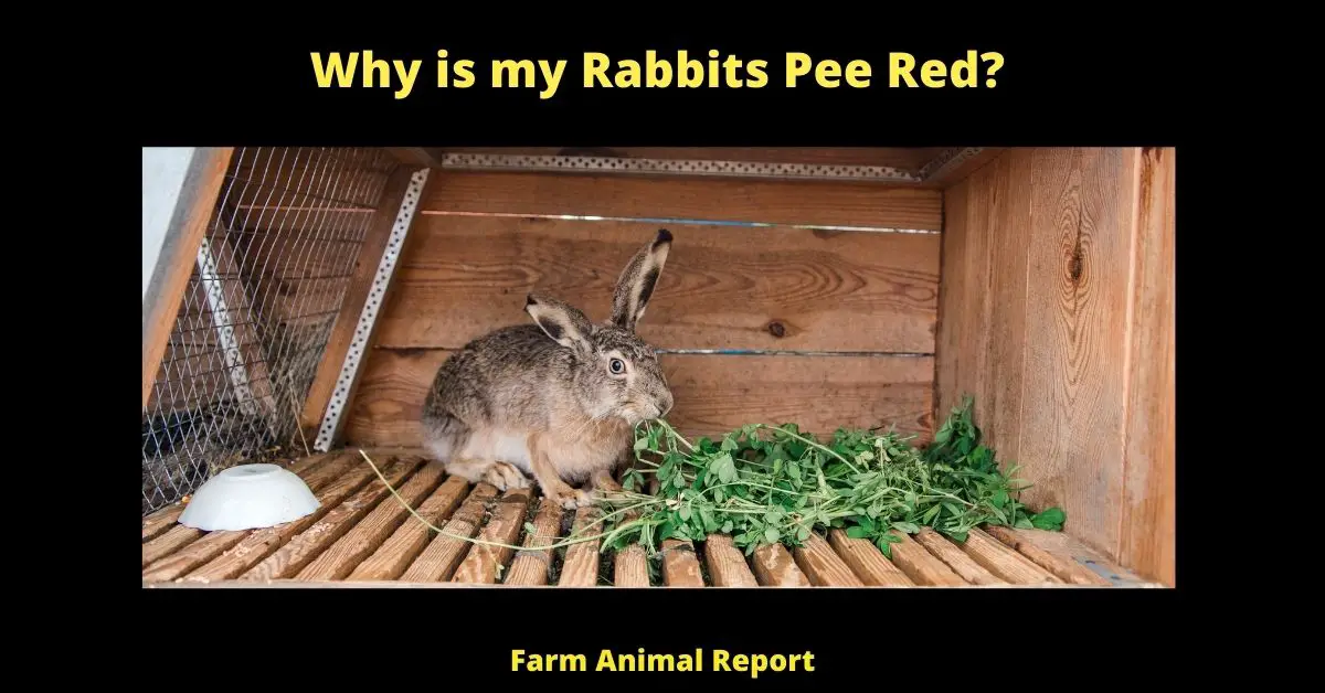 Why is My Bunnies Pee Red | Rabbit | Rabbits | Blood 1