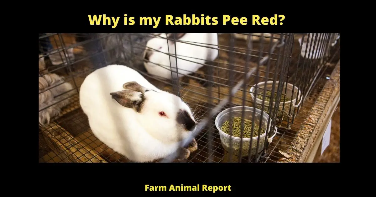 Why is My Bunnies Pee Red | Rabbit | Rabbits | Blood 2