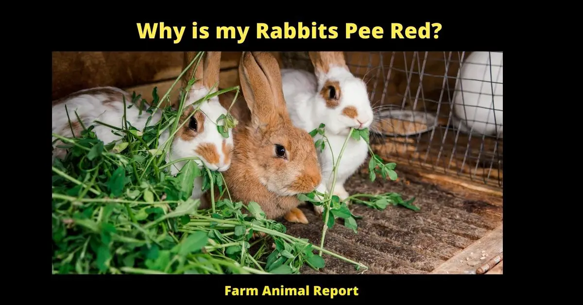 Why is My Bunnies Pee Red | Rabbit | Rabbits | Blood 3