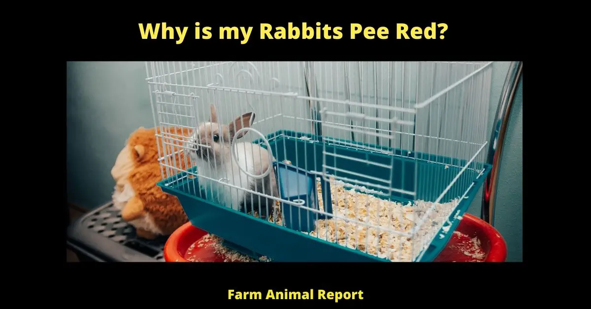 Why is my Rabbits Pee Red?