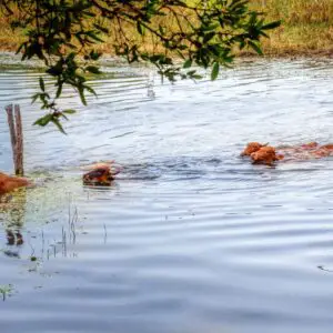 cows swimming
