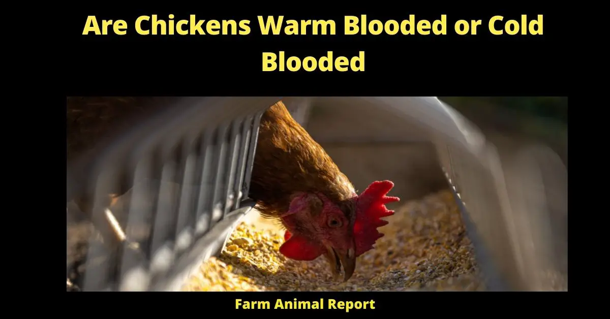Are Chickens Cold Blooded? (2022) 2