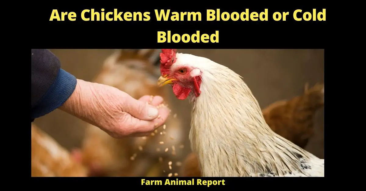 Are Chickens Warm Blooded or Cold Blooded
