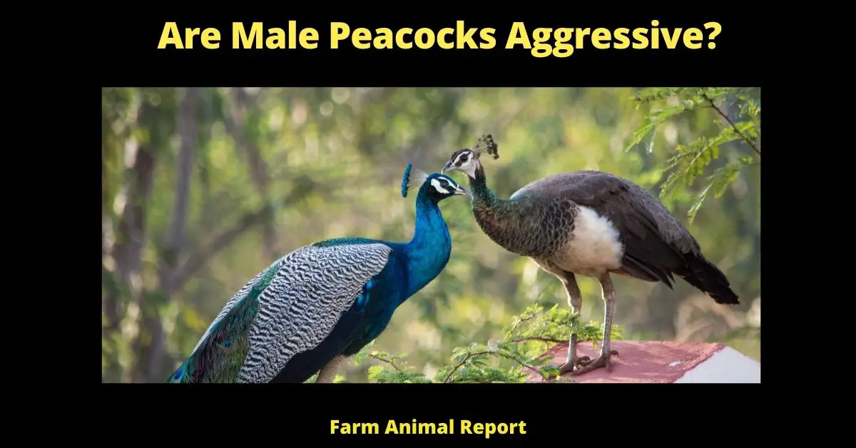 Are Male Peacocks Aggressive? | Peacocks 1