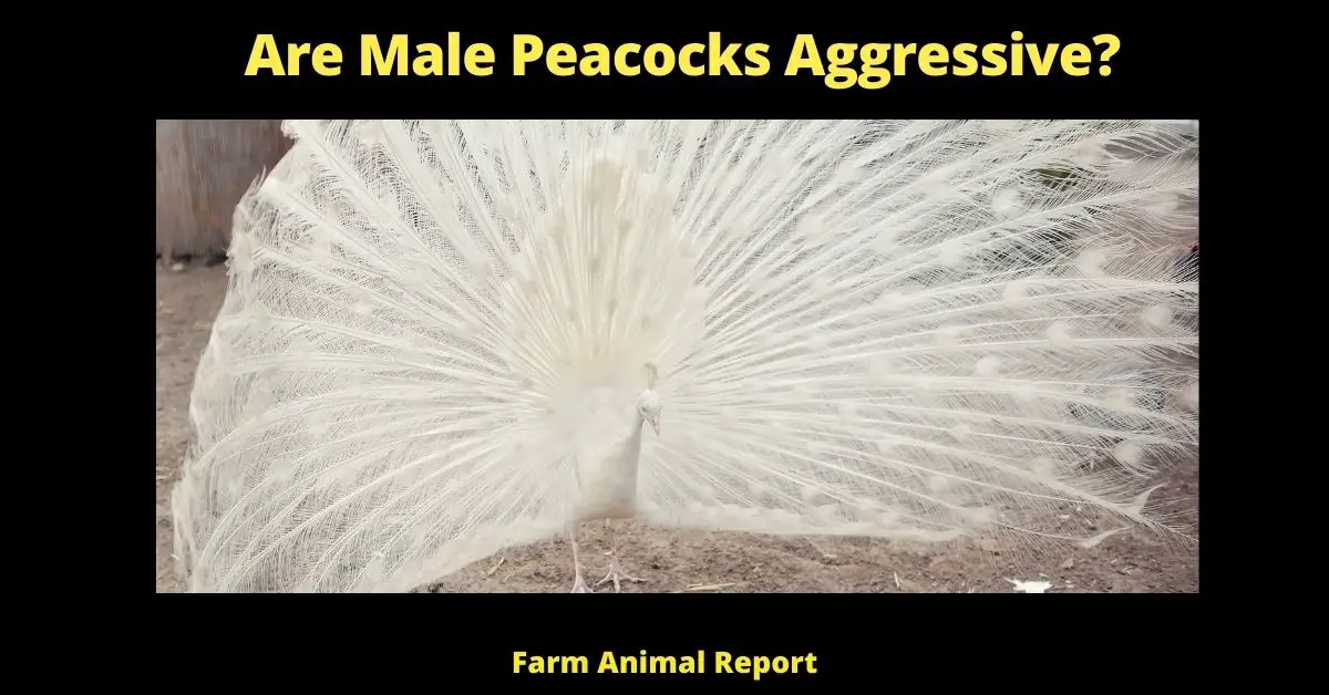 Are Male Peacocks Aggressive? | Peacocks 2