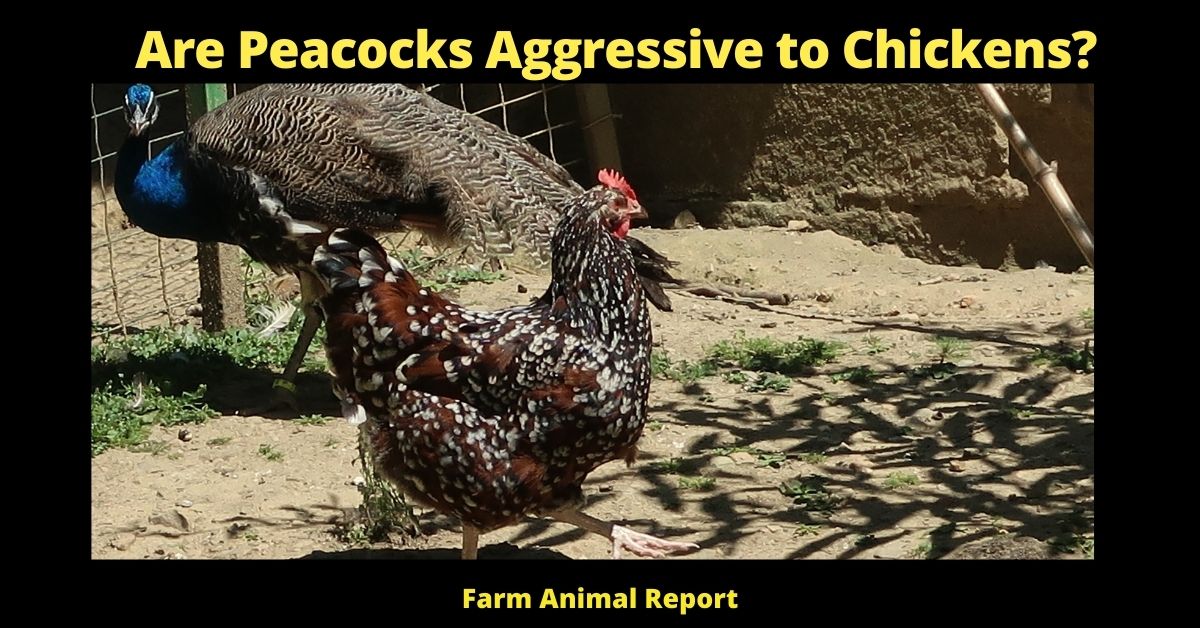 Are Peacocks Aggressive to Chickens? | Peacocks 1