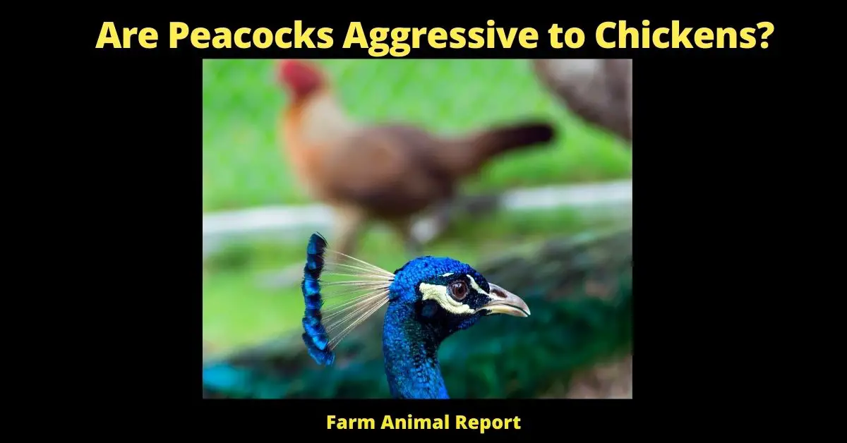 Are Peacocks Aggressive to Chickens? | Peacocks 2