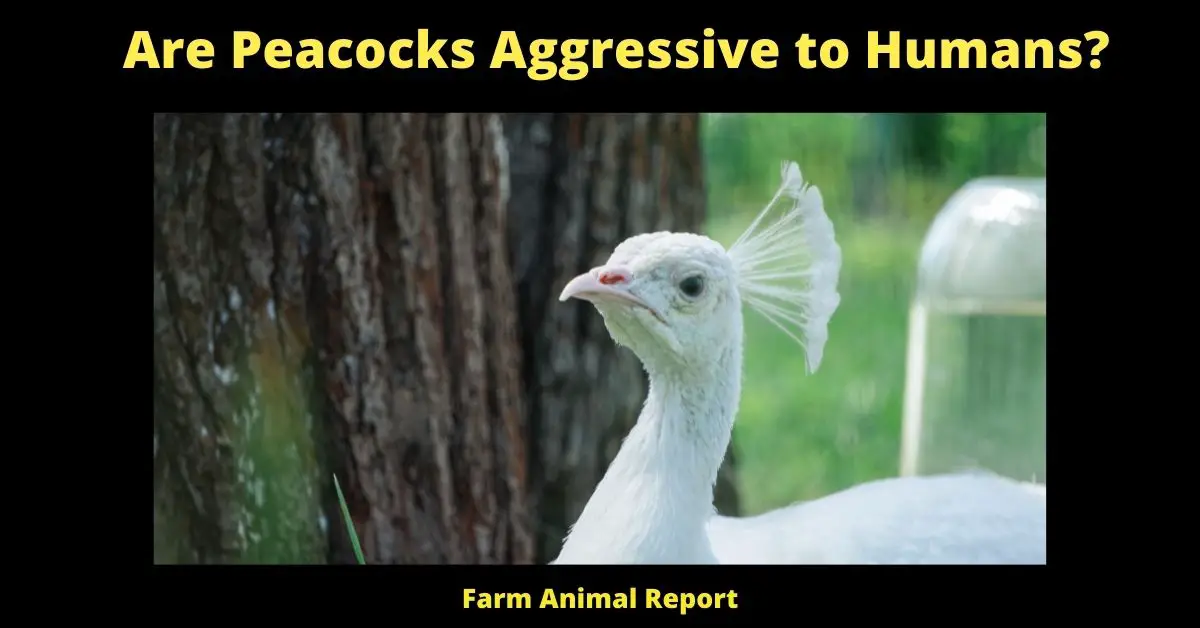 Are Peacocks Aggressive to Humans? | Peacocks 1