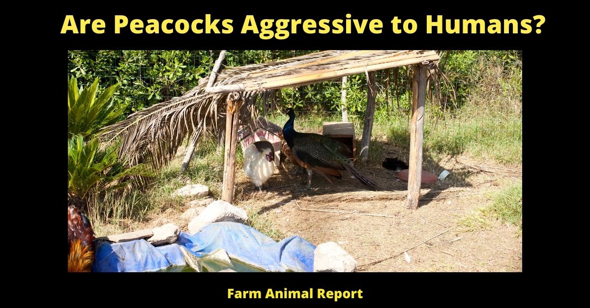 Are Peacocks Aggressive to Humans? (2024) | Peacocks 2