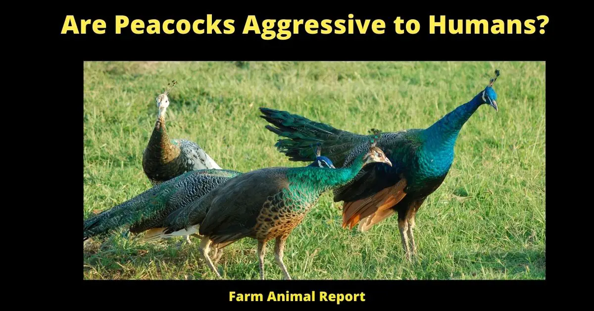 Are Peacocks Aggressive to Humans?