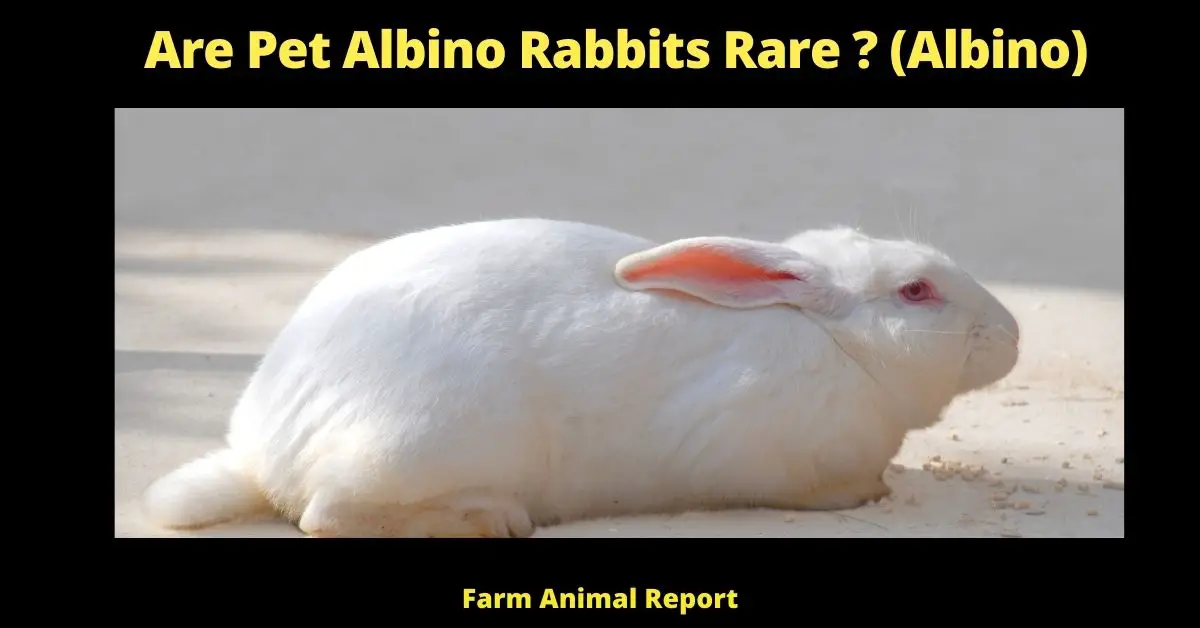 Are Pet Albino Rabbits Rare (2023) ? (Albino) 1