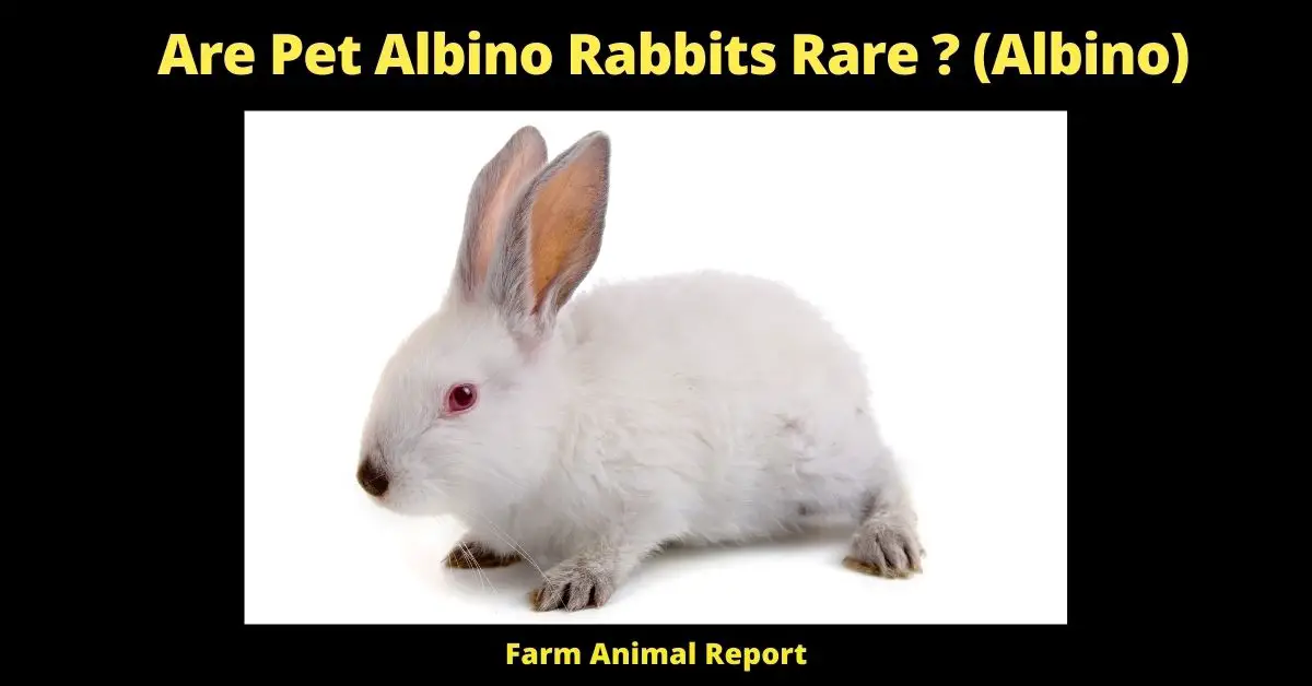<strong>Are Pet Albino Rabbits Rare ? (Albino)</strong> 2
