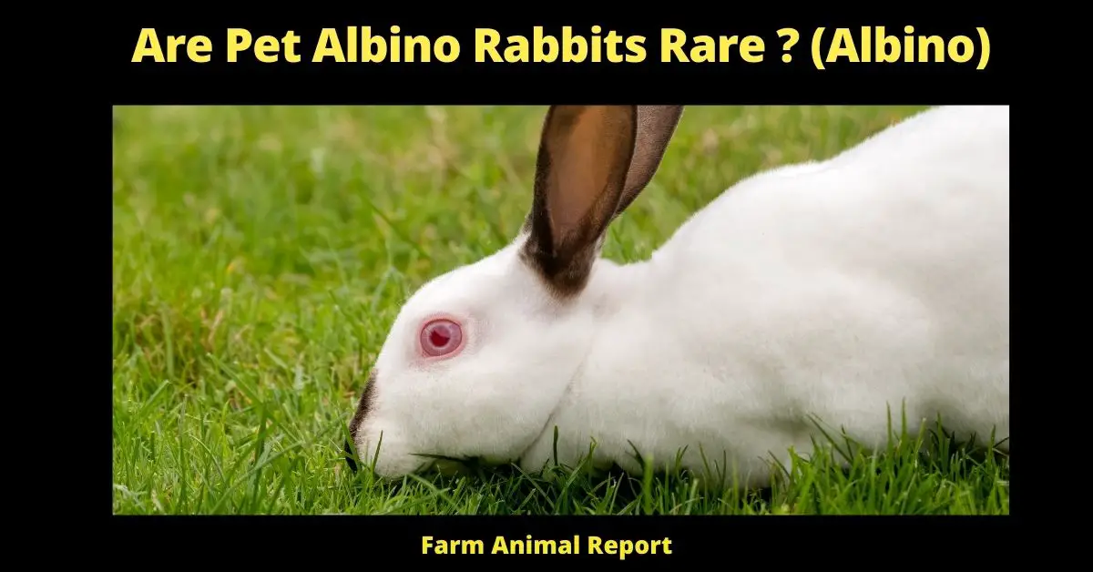 Are Pet Albino Rabbits Rare ? (Albino)