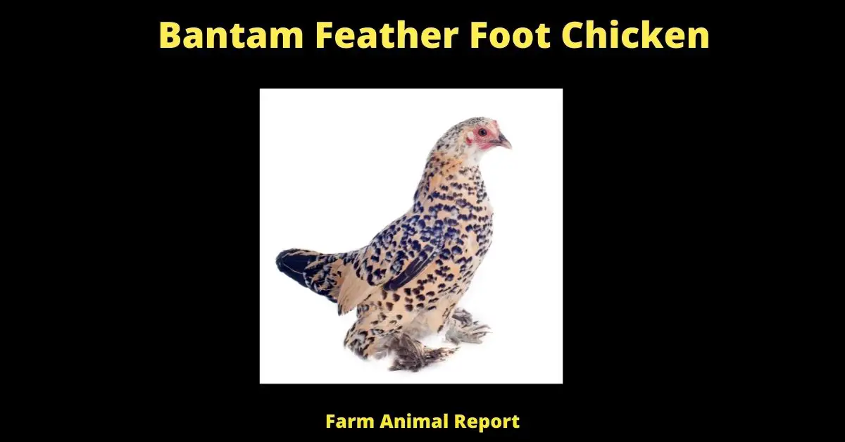 What is a Bantam Feather Foot Chicken? | Chickens 1