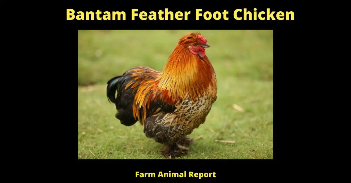 What is a Bantam Feather Foot Chicken? | Chickens 2
