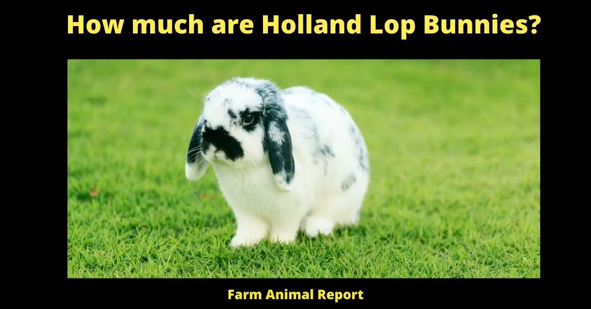 How much are Holland Lop Bunnies?