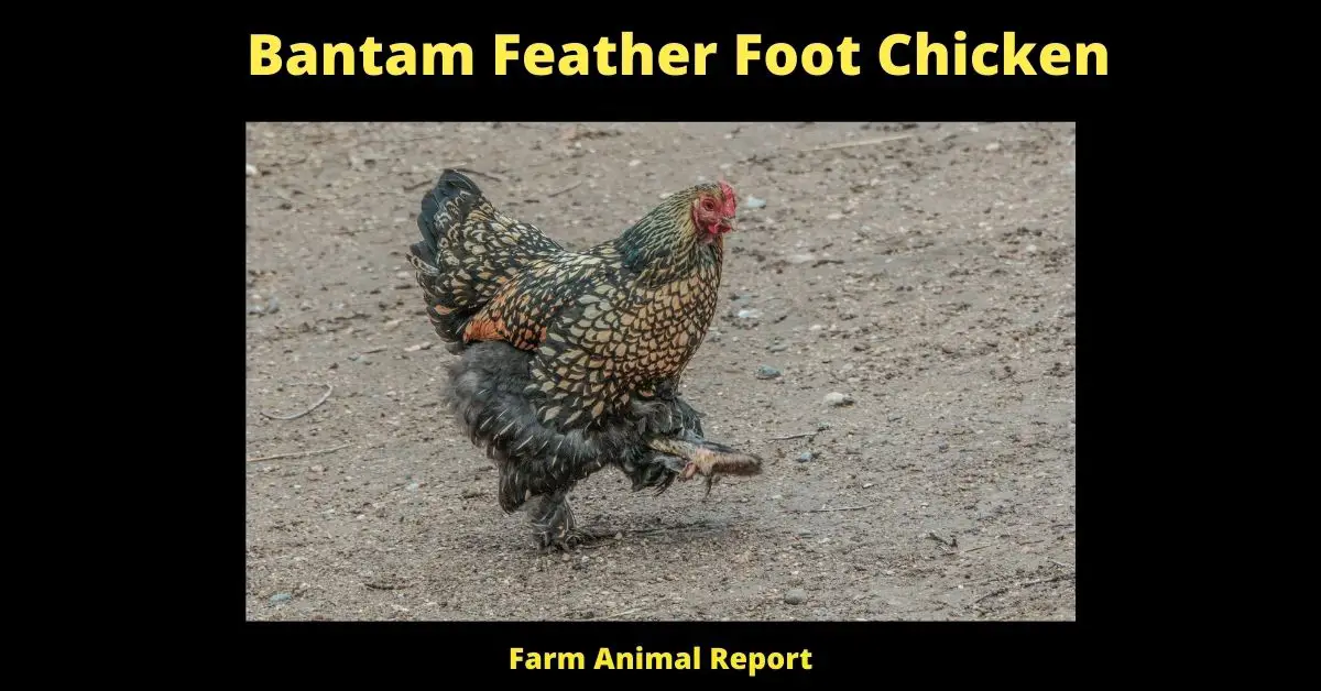 Bantam Feather Foot Chicken