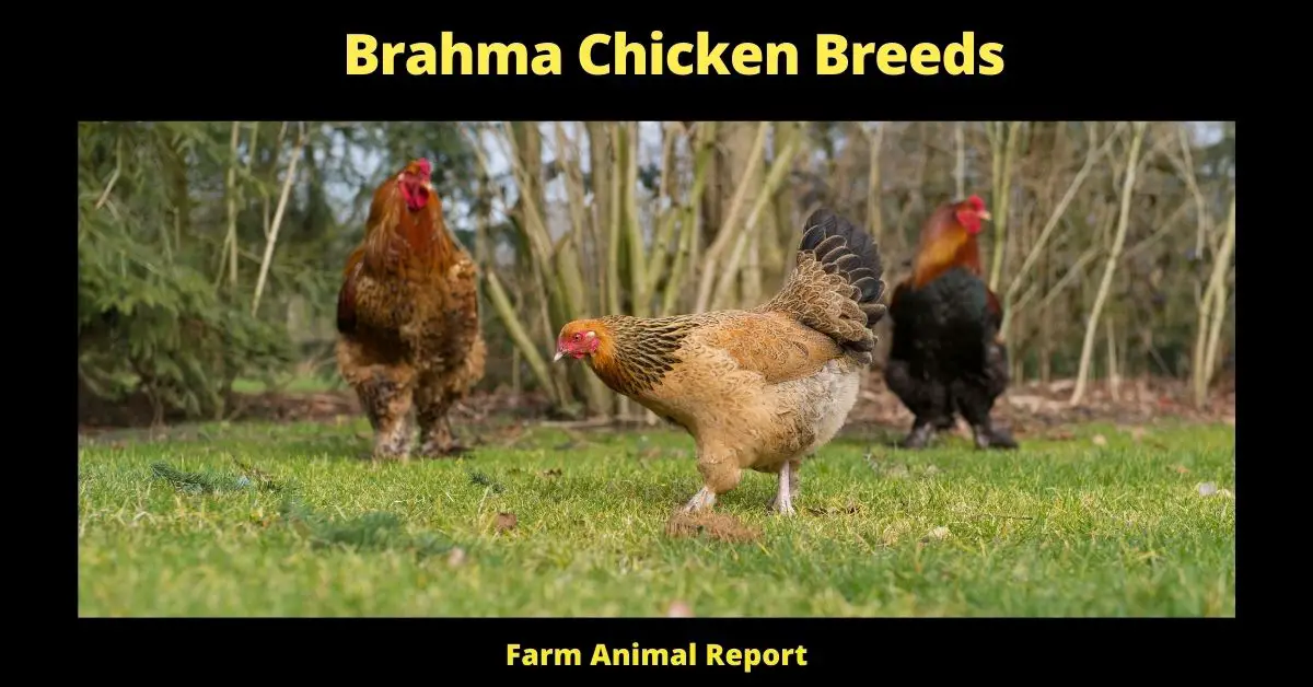 Brahma Chicken Colors; Breeds; Eggs, Lifespan 1
