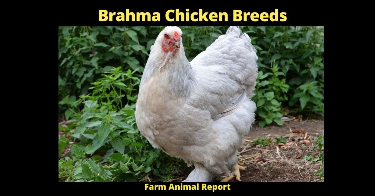 Brahma Chicken Colors; Breeds; Eggs, Lifespan 2